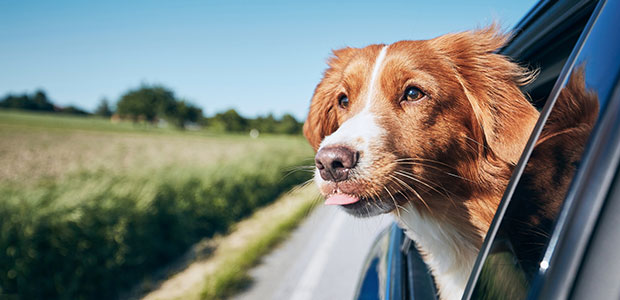 Hund genießt die Fahrt mit dem Auto