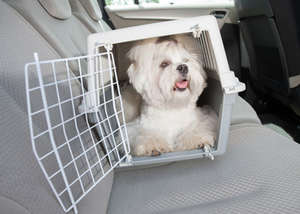 Tierbox zum Transport von Hund und Katze im Auto