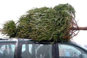 Christbaum Transport