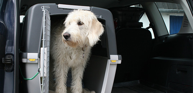 Transportbox für Hunde