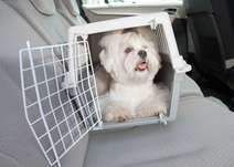 Hund und Katze sicher im Auto transportieren