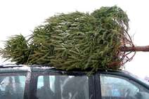 Tipps zum Transport des Christbaums